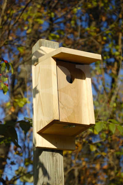Heartwood Eastern Bluebird Joy Box  Birdhouse-135A